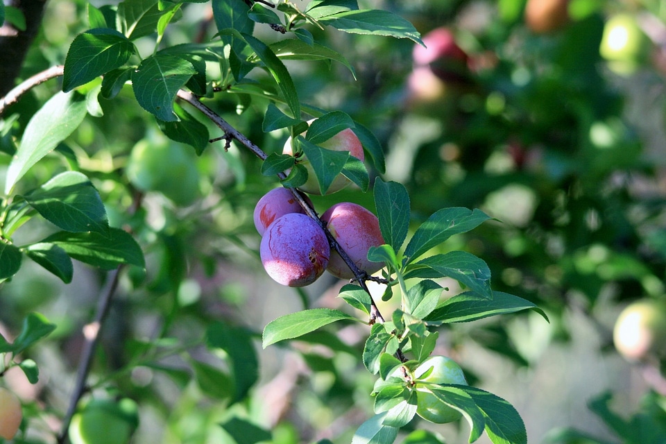 Orchard plant botanical