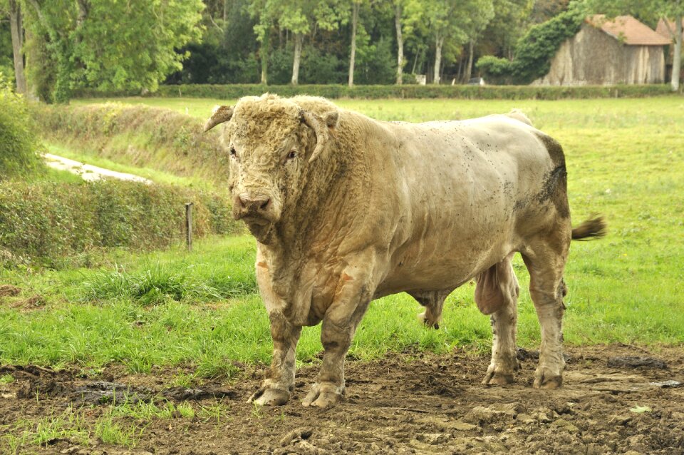 Bull white charolais