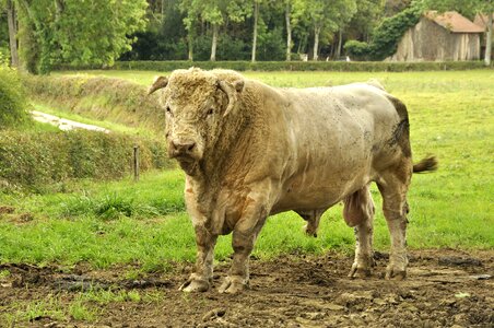 Bull white charolais photo