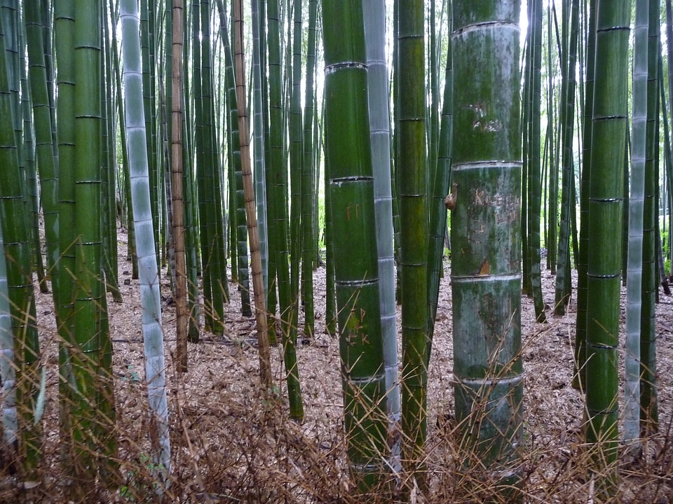 Bamboo forest kyoto bamboo photo