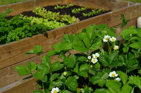 Anticipation cultivation box early summer photo