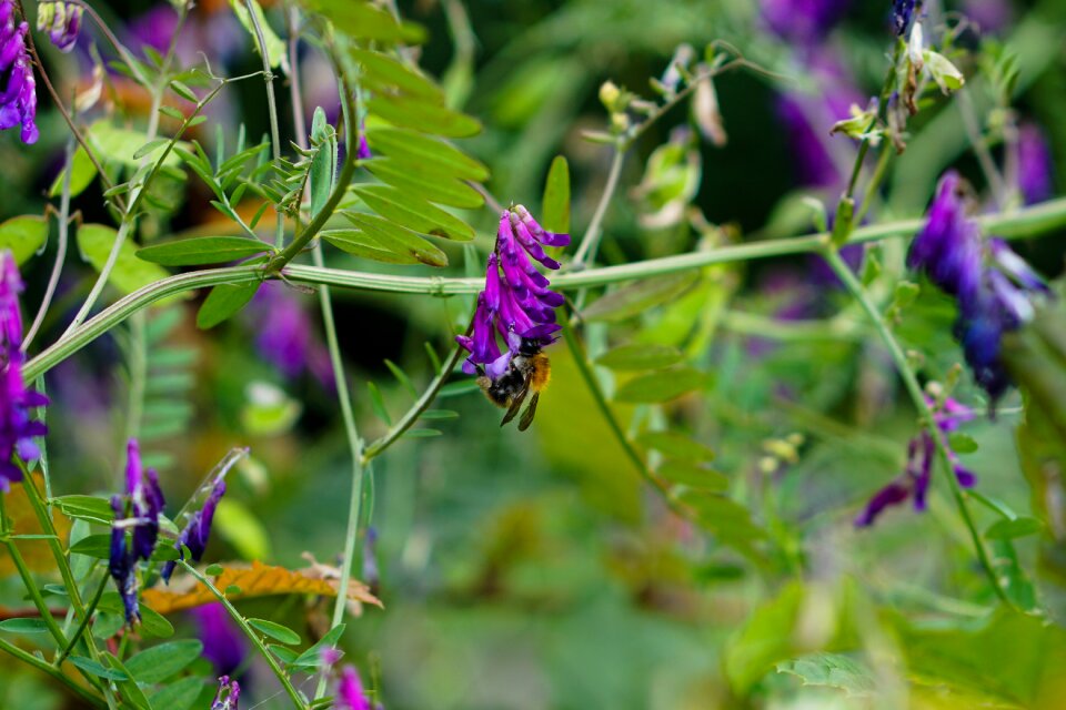 Flower leaf nature