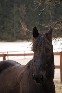 Stallion animals pen