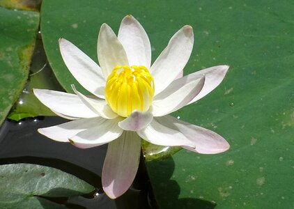 Water lily banana lily white photo