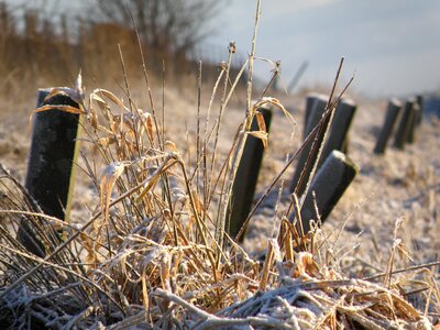 Nature morning freezing