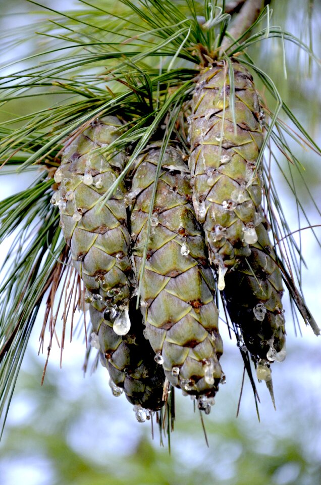 Tap with resin tears pine conifer