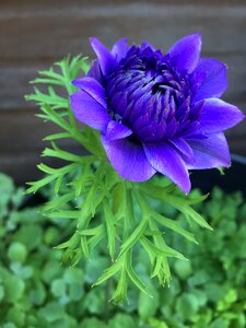 Purple summer plant