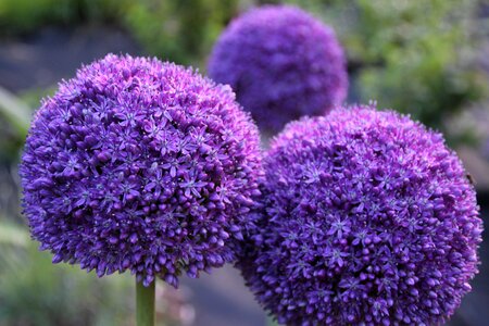 Macro flower violet photo