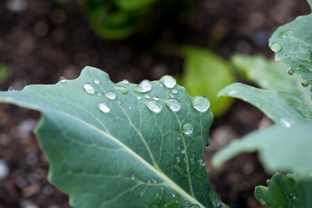 Kohlrabi leaf drip drop of water