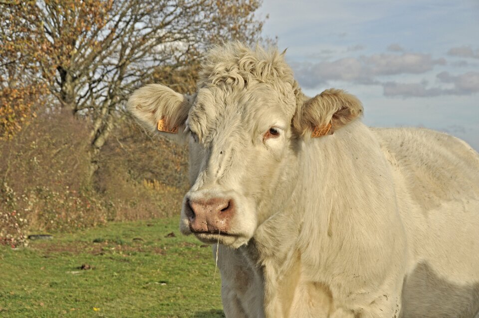 Cow charolais meadow