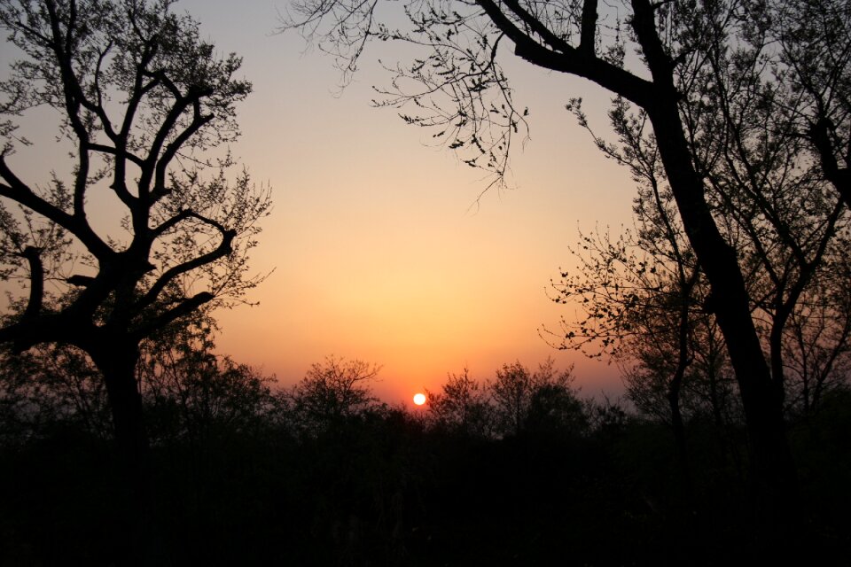 Evening tree silhouette
