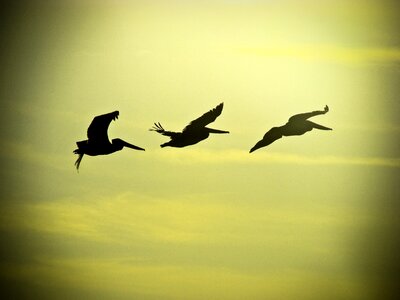 Birds in flight fly fauna photo