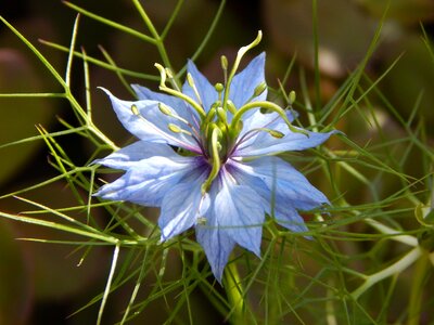 Bloom blue close up photo