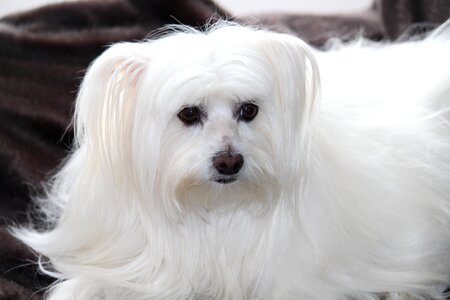 White fur small dog photo