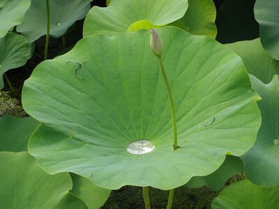 Pond drops waterlilies