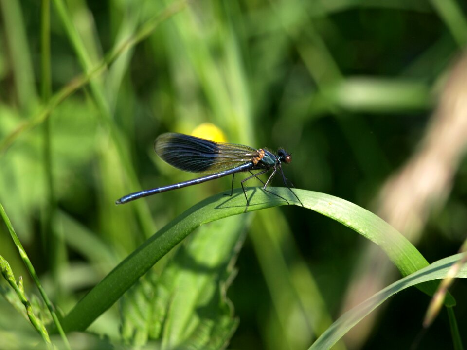 Wing demoiselle calopteryx splendens splendens