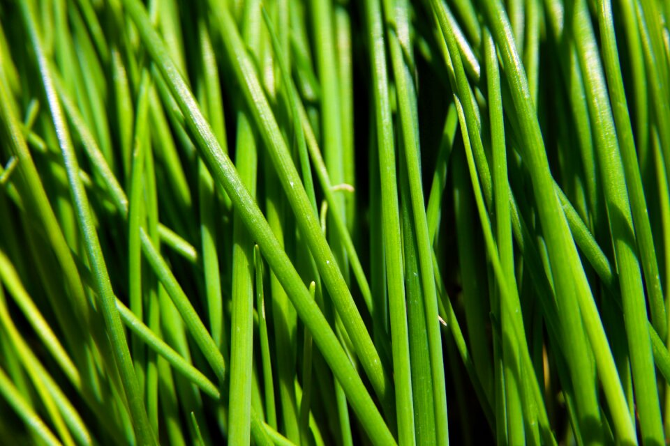 Grass macro nature