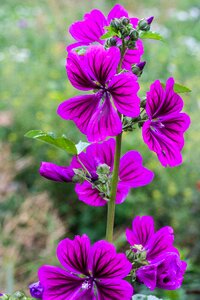 Wild mallow violet wild flower