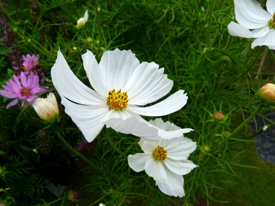 Spring blossom meadow