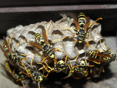 Wasps insects nature