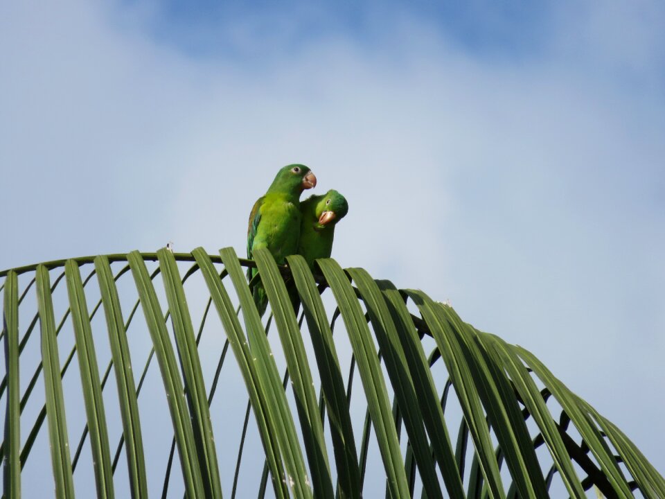 Parrots birds palm