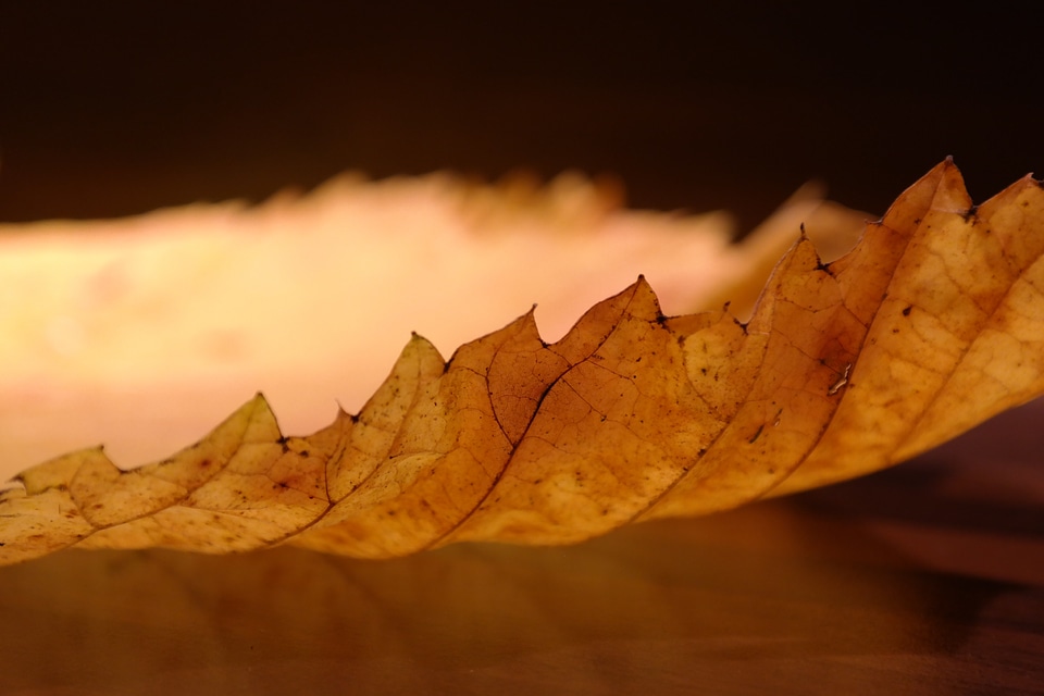 Mountain elm elm leaves coloring