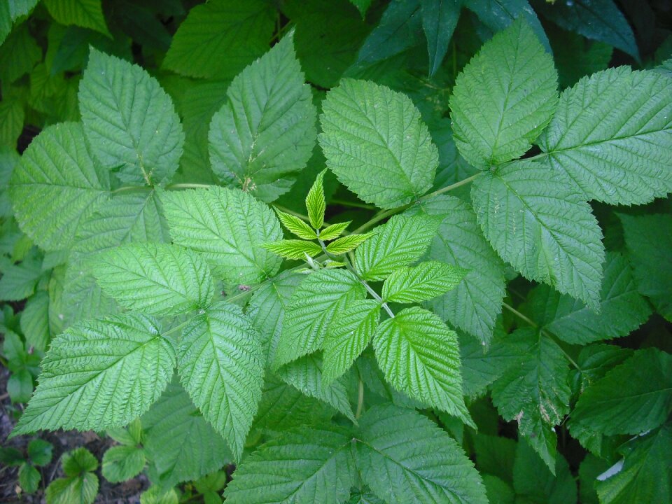 Raspberry raspberry leaf plants