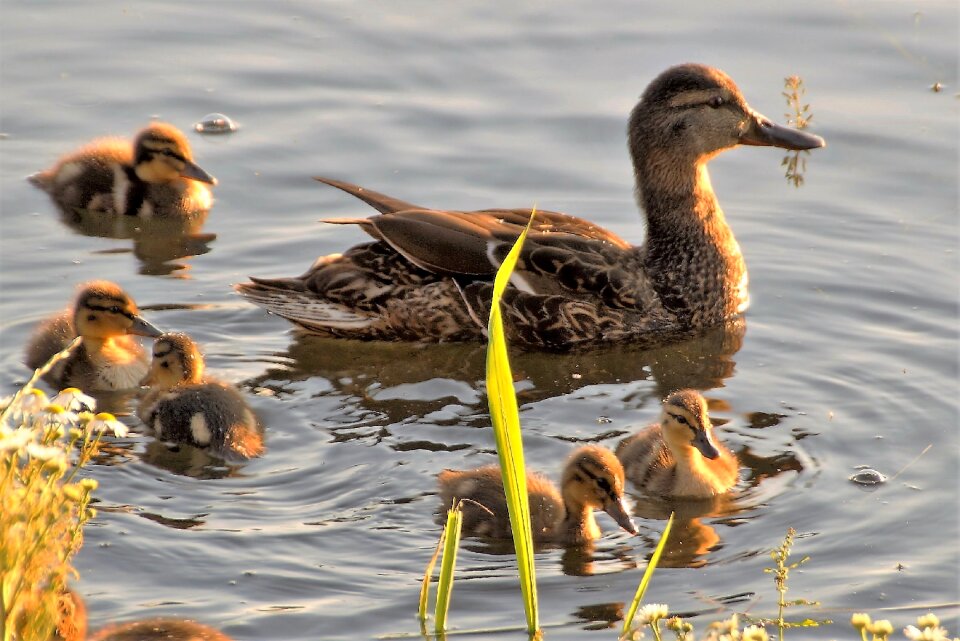 Pond ducks cub