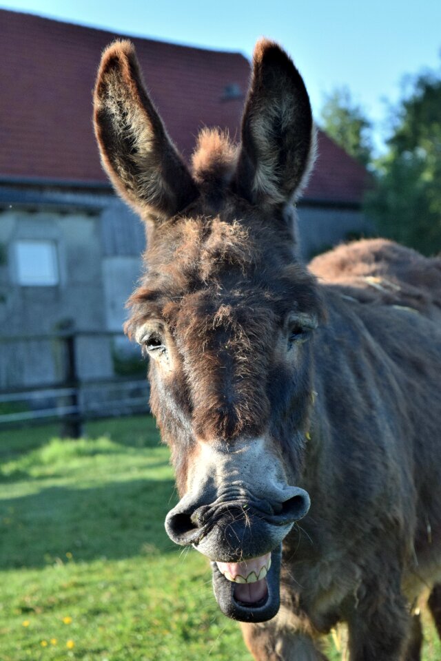Head frontal shot making a face