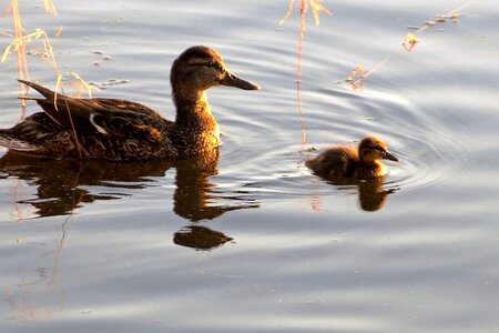 Cub animal water bird photo