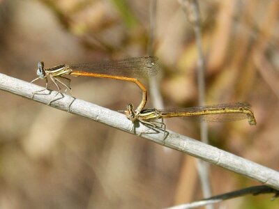 Mating insects mating dragonfly