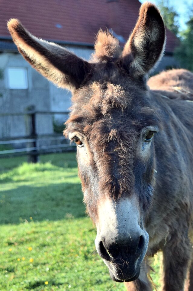 Ears mammal curiosity