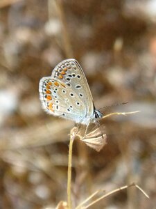 Blue maiposa blaveta commune beauty photo