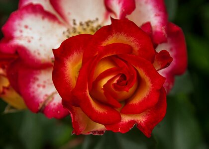 Pink rosebush red photo