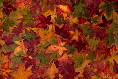Autumn leaf structure autumn