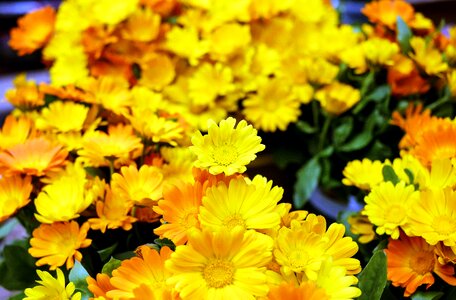Yellow orange blütenmeer garden photo