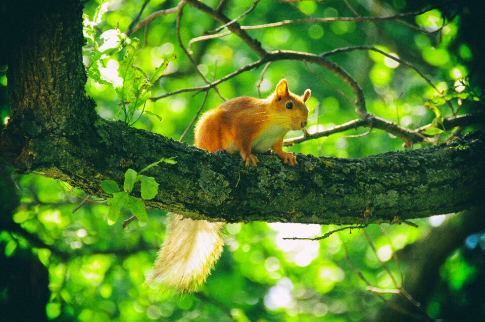 Squirrel animals animals in nature