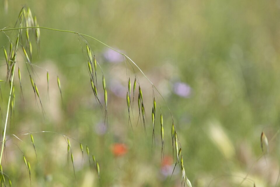 Field park garden