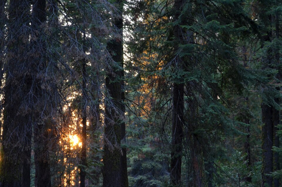 Nature trees backlighting