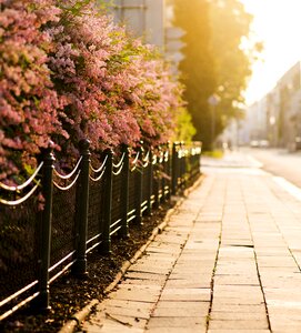 Street paving sunset