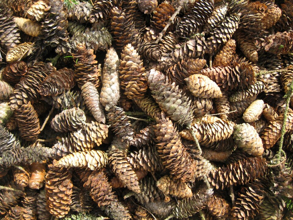 Käpykasa conifer cones brown