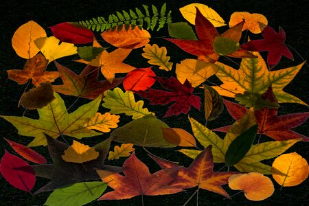 Autumn leaf structure autumn