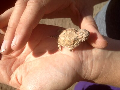 Reptile wildlife animal