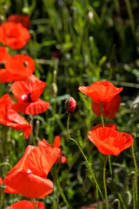 Capsule red meadow