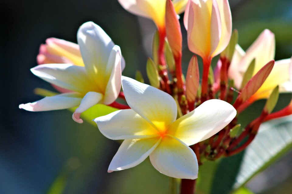 Flower nature