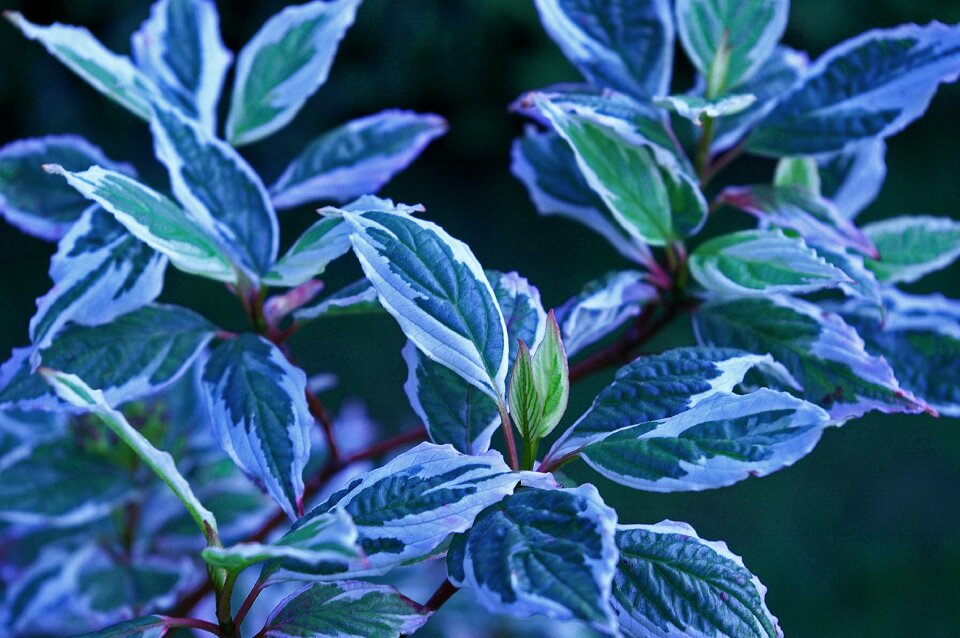 Nature leaves shrubs