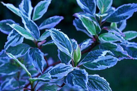 Nature leaves shrubs