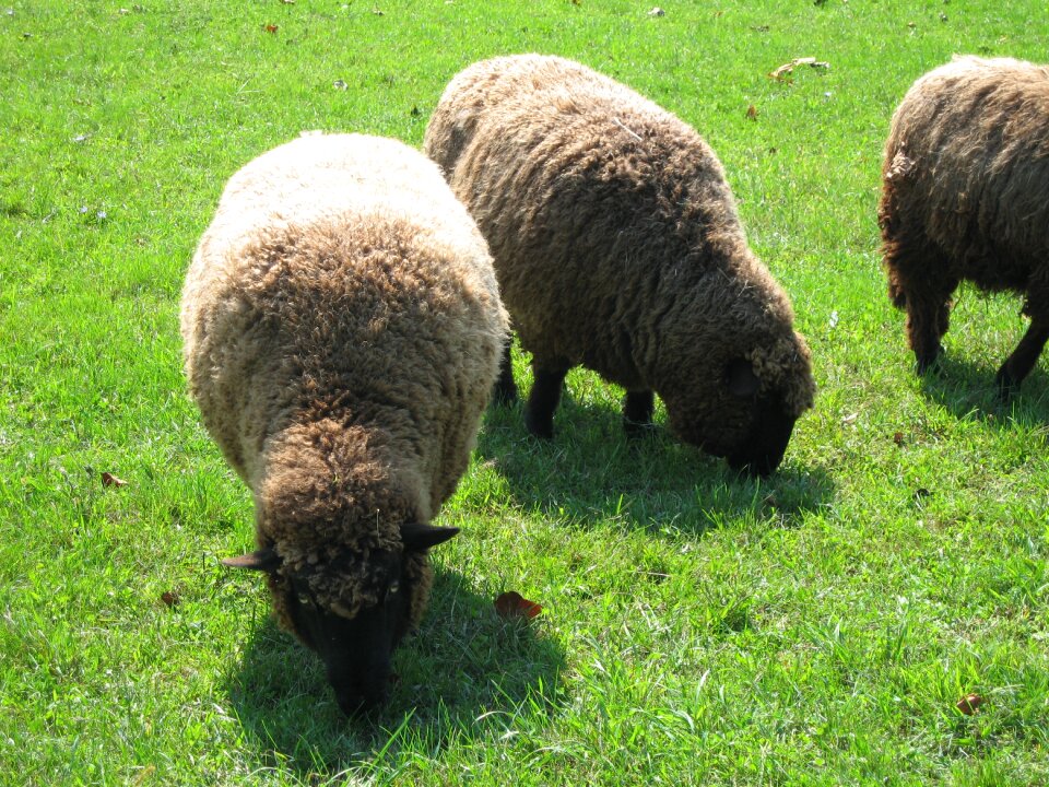 Lamb wool livestock