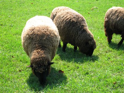 Lamb wool livestock photo