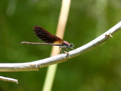 Iridescent cane winged insect photo